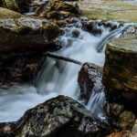 a river flowing through a forest