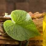 Cats claw for hypertension