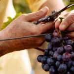 Close-up of a person harvesting a cluster of ripe purple grapes from a vineyard using pruning shears.
