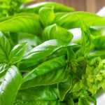 Heart healthy Basil in brown pot