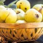 gooseberry for hypertention